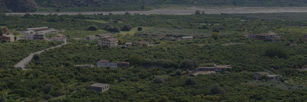 Green Gold: Calabrian Bergamot