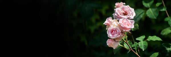 6 Subtle Rose Fragrances For Both Men & Women