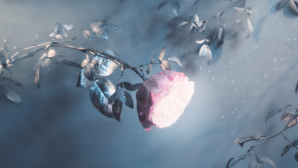 Springtime Fragrances From The House Of Creed